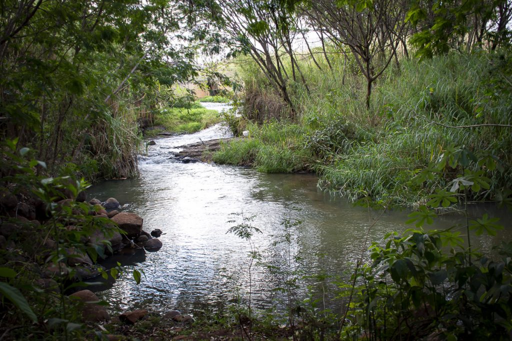 Rio da Prata com vegetação nativa preservada, visto logo após a saída das águas da Lagoa da Prata e de ter passado por baixo da Av.Lázaro Brígido Dutra.